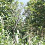 MAKAM DI: Makam seorang DI, Casroni, yang tewas ditembak adik kandungnya sendiri kampung Cirambeng, Desa Pamedaran, Kecamatan Ketanggungan, Brebes. Makam itu sekarang sudah dikelilingi tanaman jagung, namun masih ada tetengernya Pohon Kamboja.